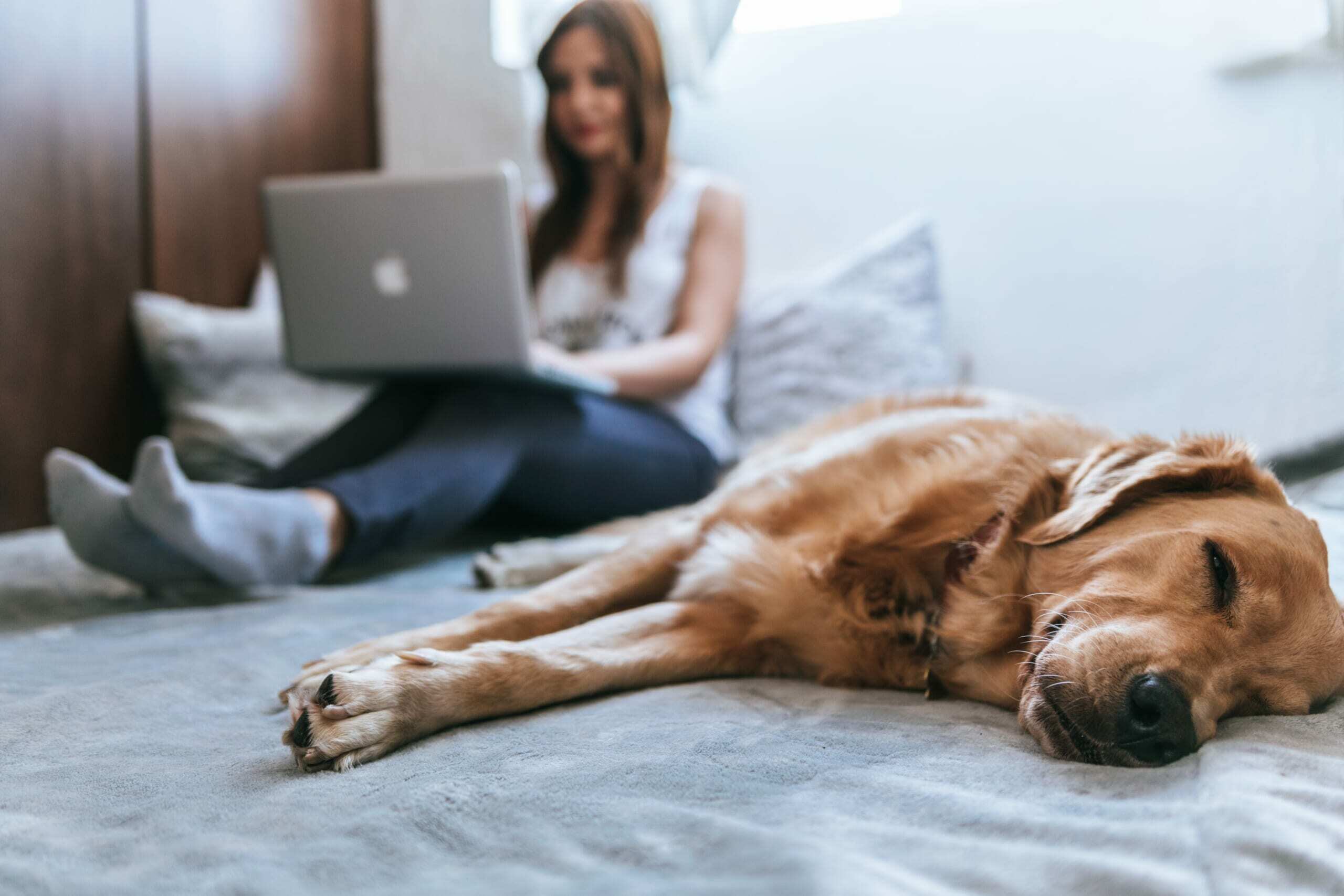 How Pet Insurance Works for Your Family