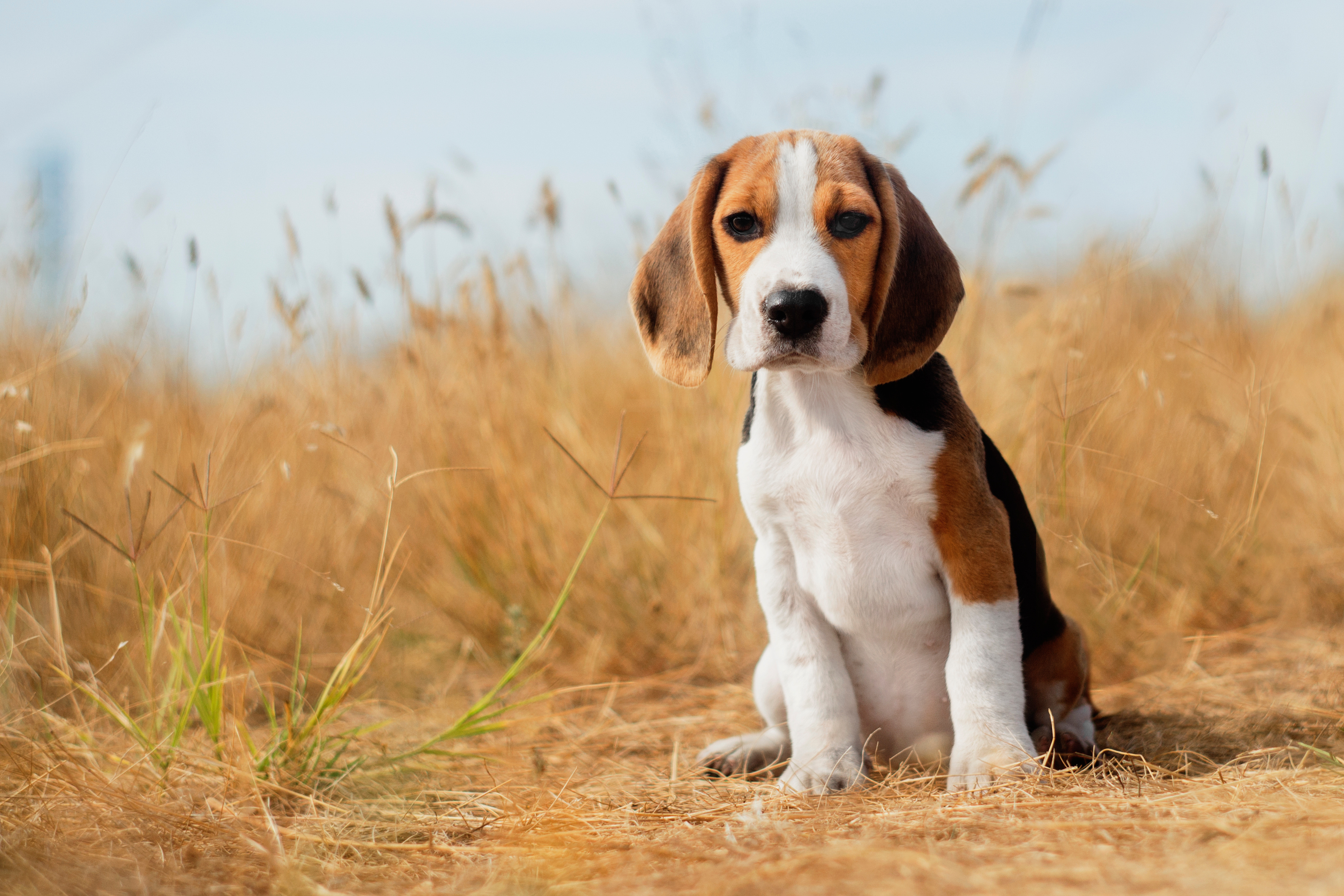 beagle