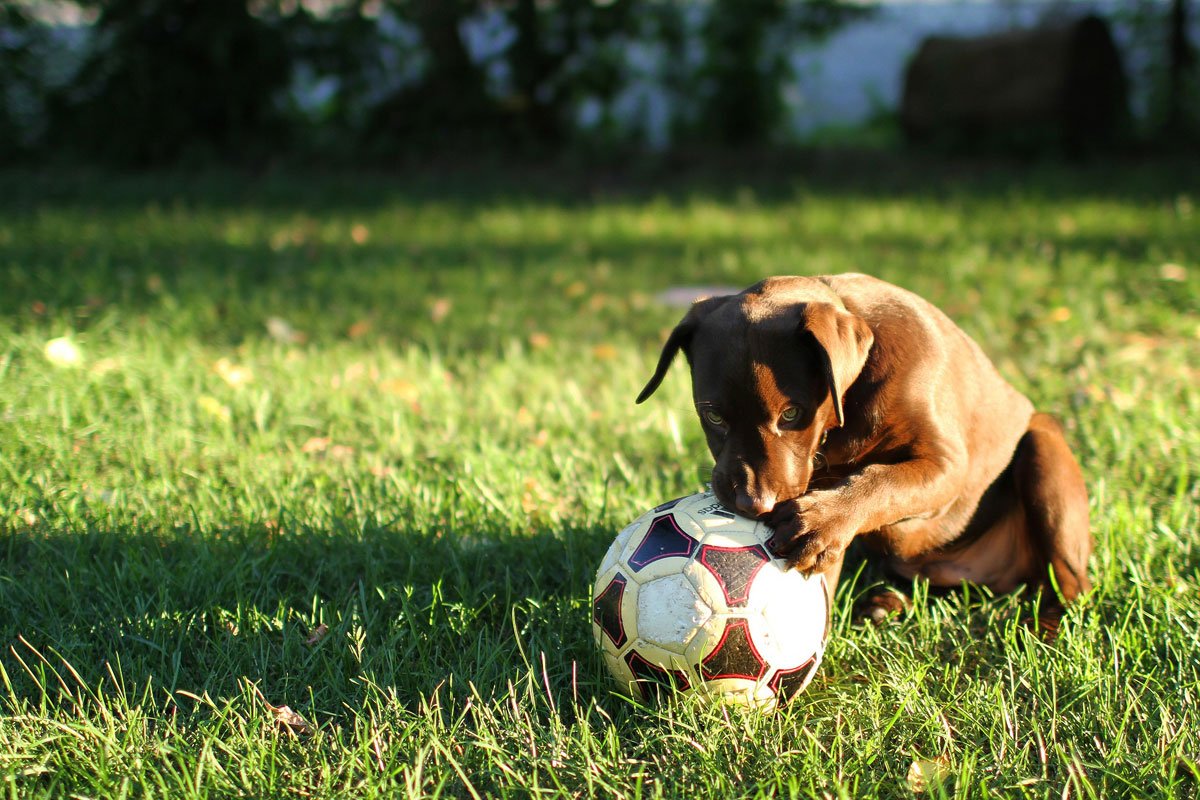 10 Amazing Dog Friendly Backyard Ideas on a Budget