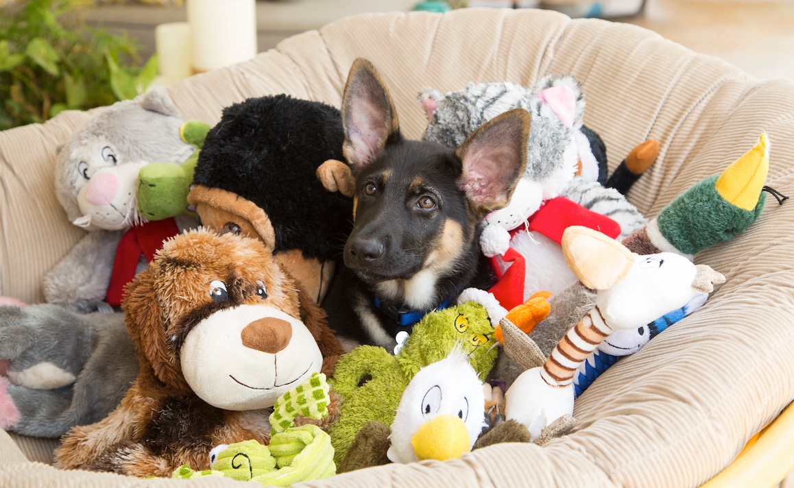 5 Best Dog Toys for Heavy Chewers That Won’t Get Immediately Destroyed