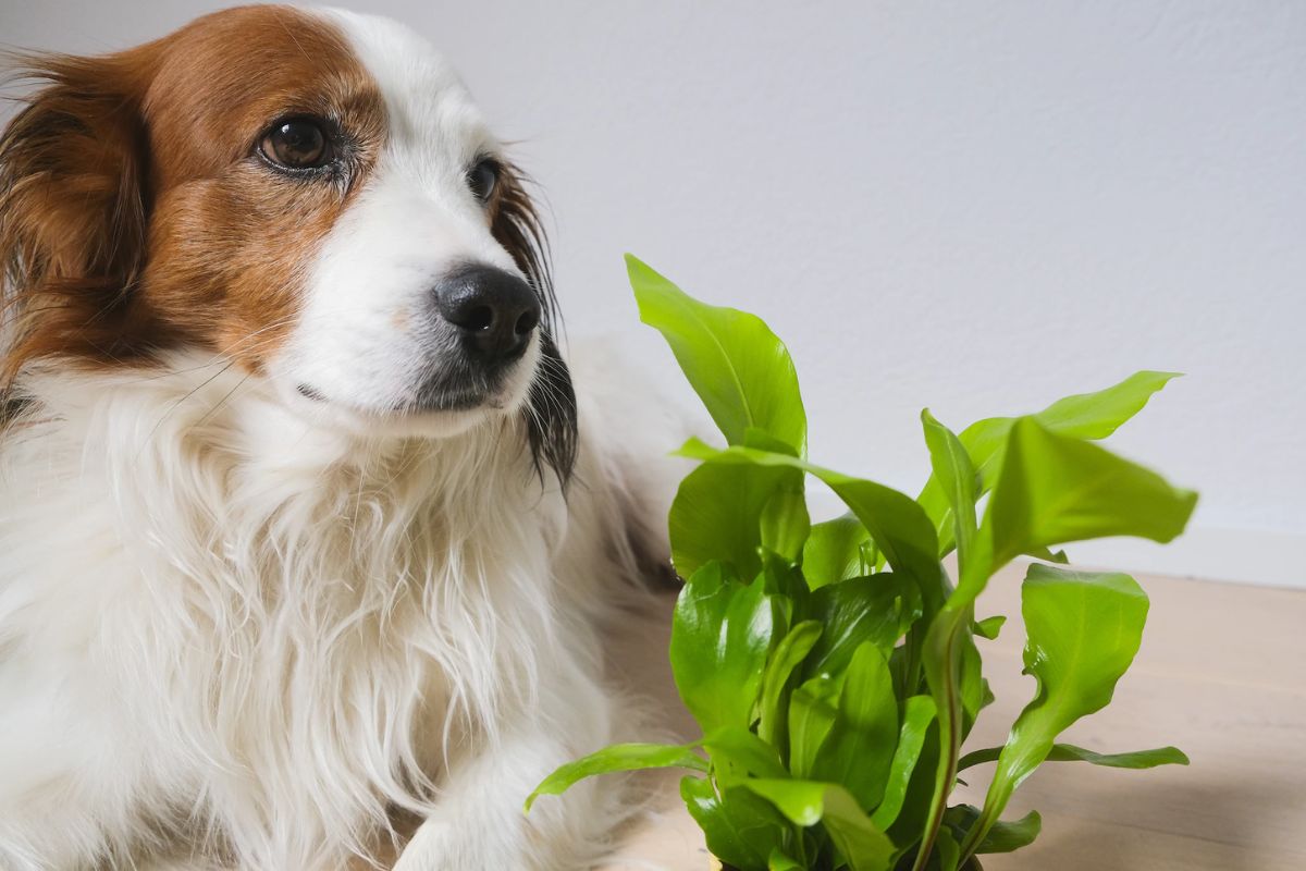 Everything You Need to Know About Dogs and Ivy