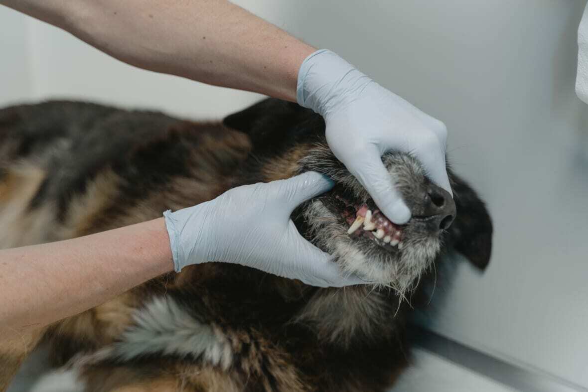 Does pet insurance cover dental?